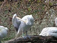 Pelican frise, Pelecanus crispus (ord Pelecaniformes) (fam Pelecanides) (Photo F. Mrugala) (10)